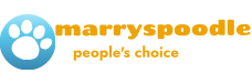 Marrys Poodle